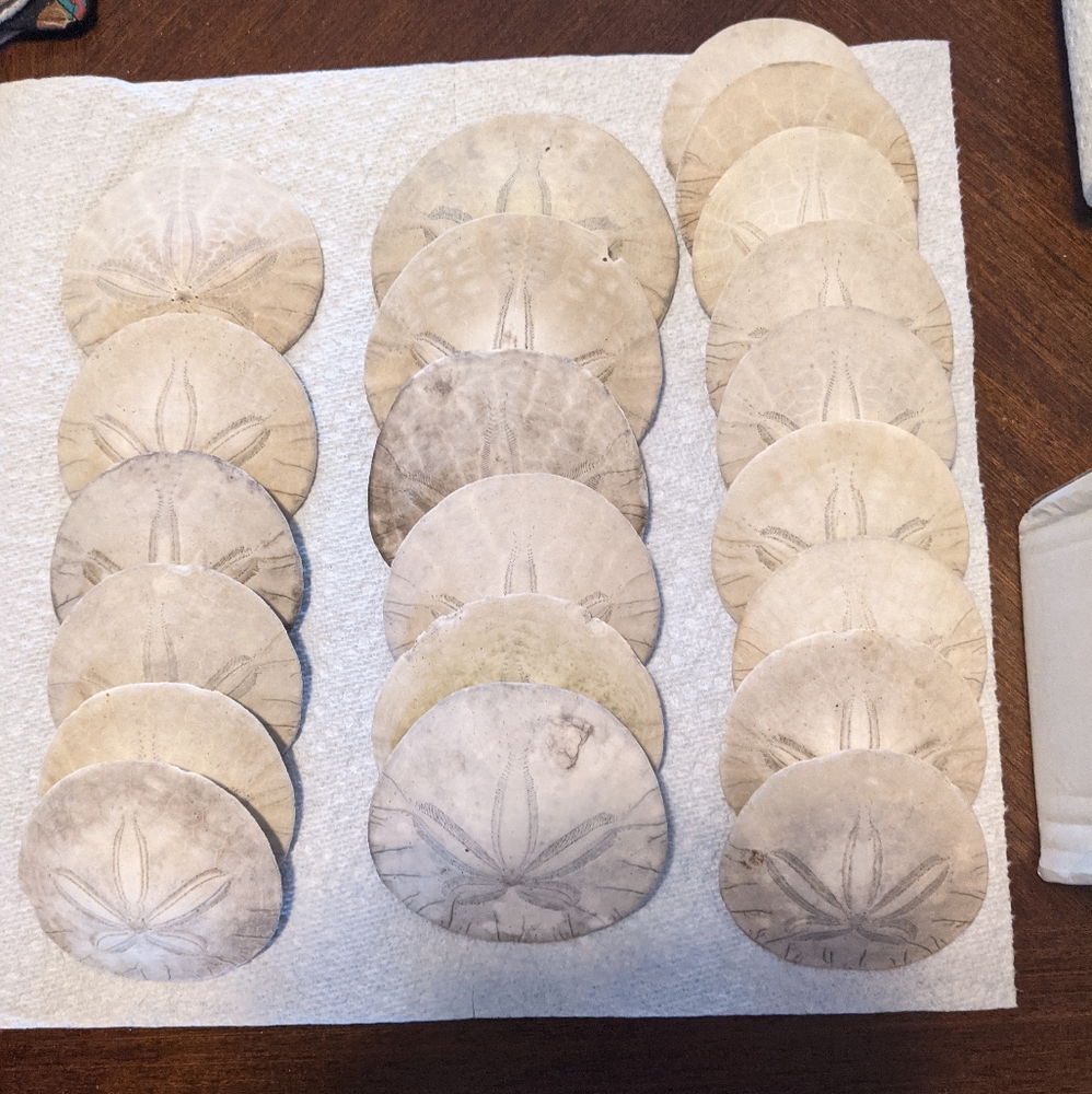 Sand dollars